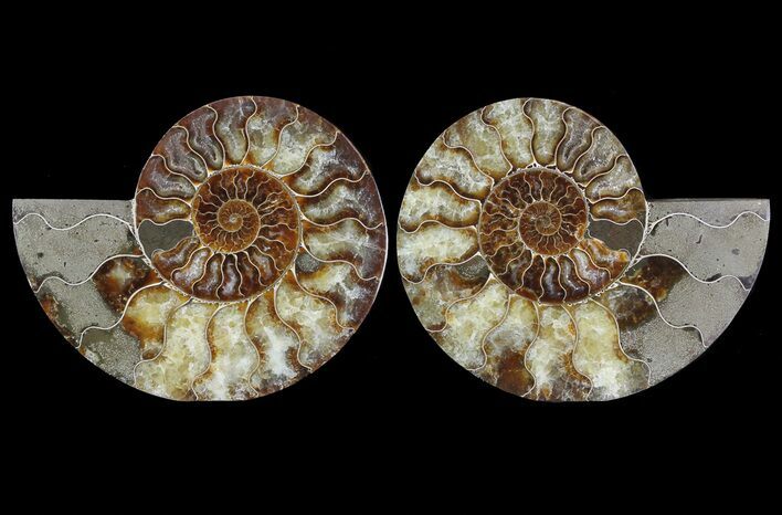 Cut & Polished Ammonite Fossil - Agatized #64938